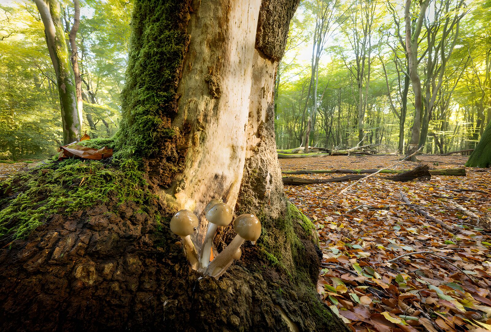 PDGIT3021901: Funghi chiari ai piedi dell’albero