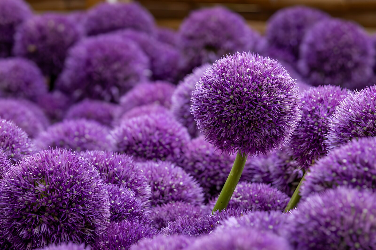 PDGIT3828593: Allium viola in un intreccio di fiori
