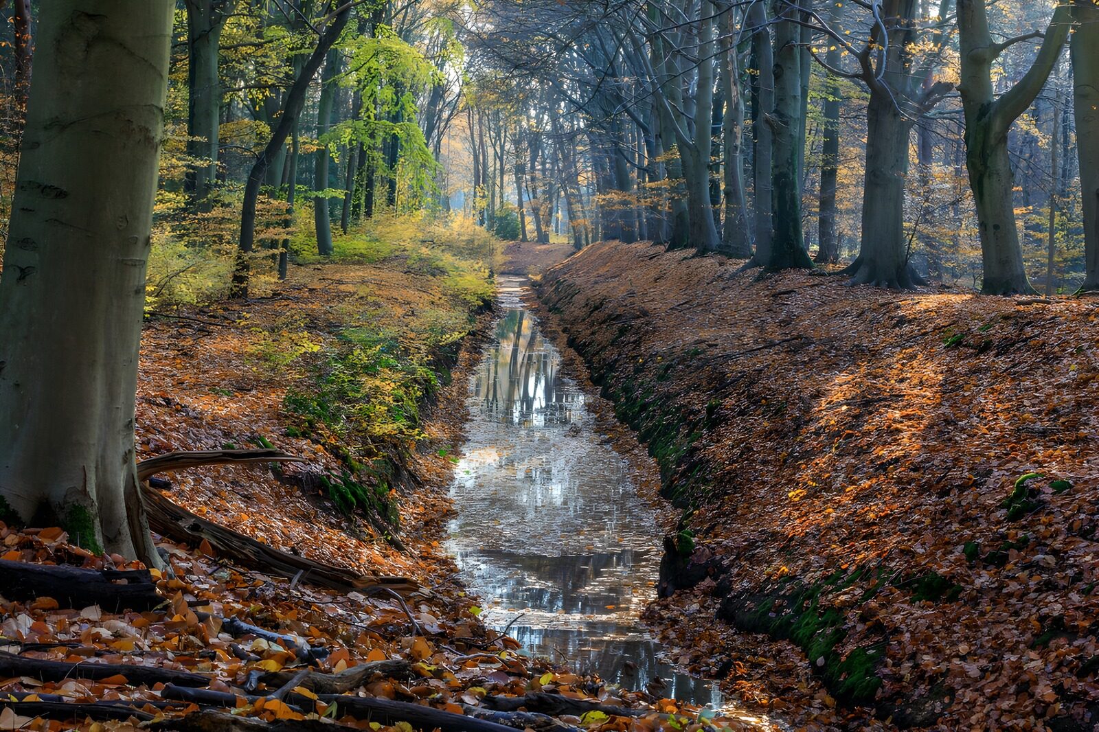 PDGIT9563654: Acqua quieta nel fosso d’autunno