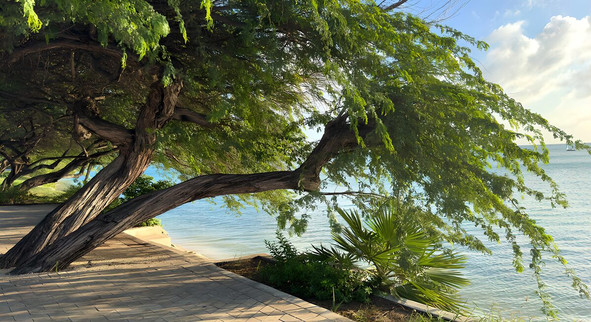 PDGIT7275797: Albero e ombra sul mare turchese