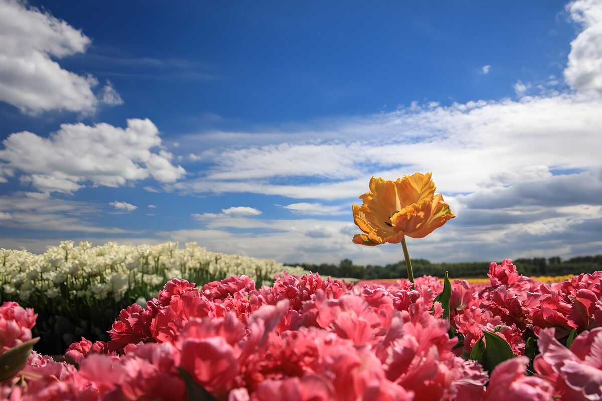 Tulipano arancione in un mare rosa
