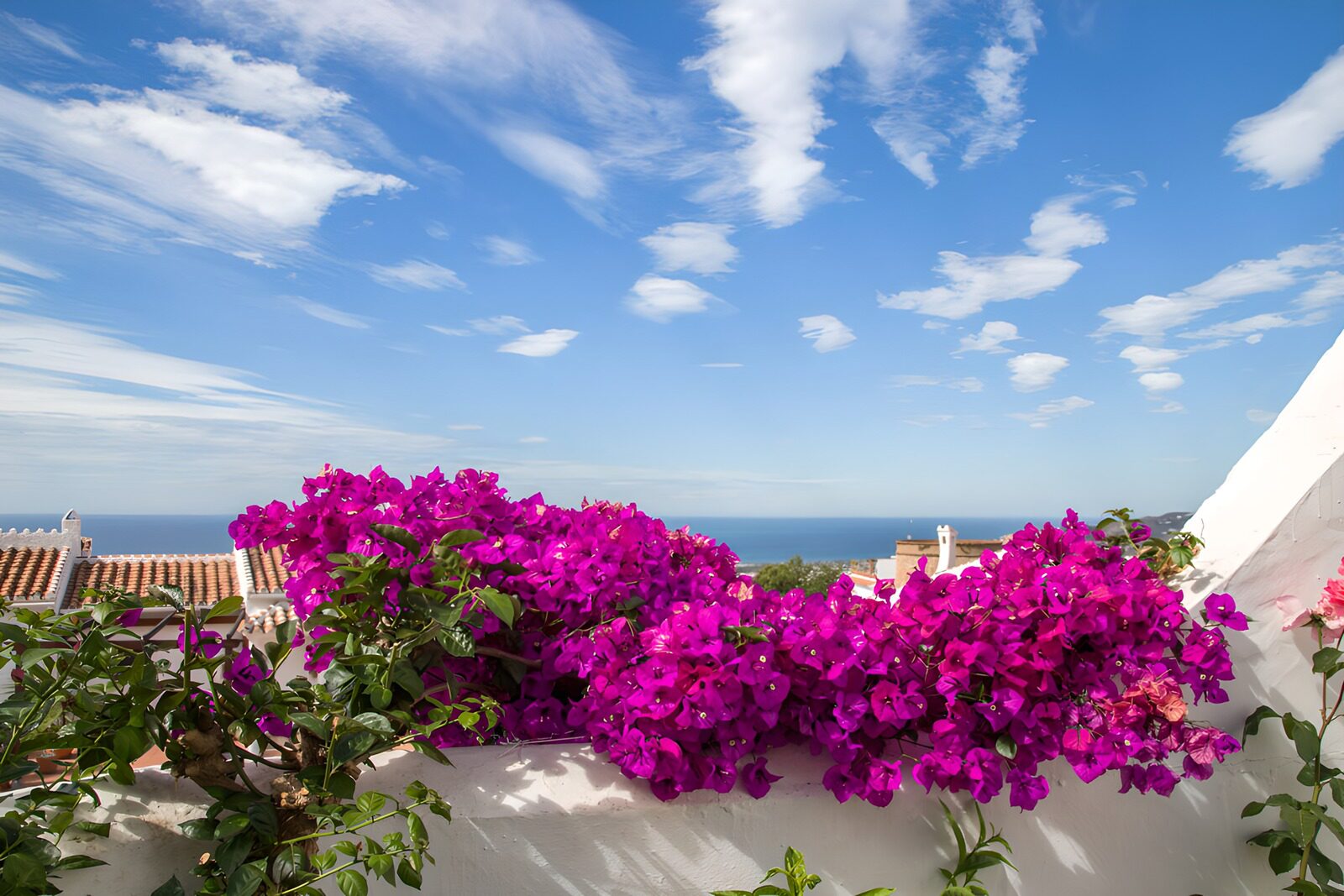 PDGIT9713264: Bouganville sul muro bianco, vista mare