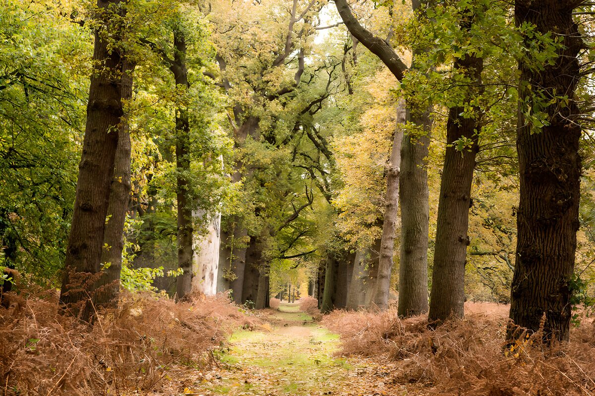 PDGIT5197721: Sentiero tra gli alberi d’autunno