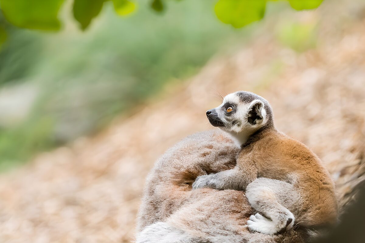 PDGIT2762381: Due lemuri accoccolati nella luce