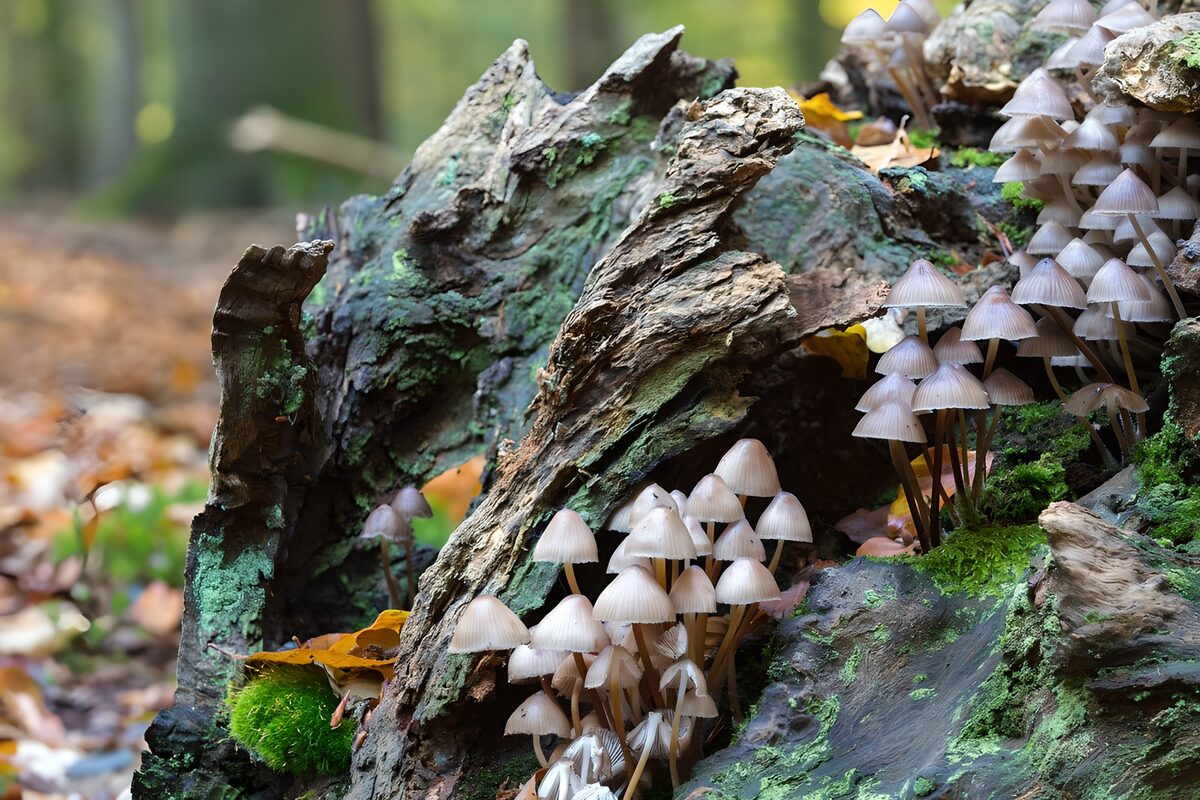 PDGIT7326154: Funghi chiari sul tronco in autunno