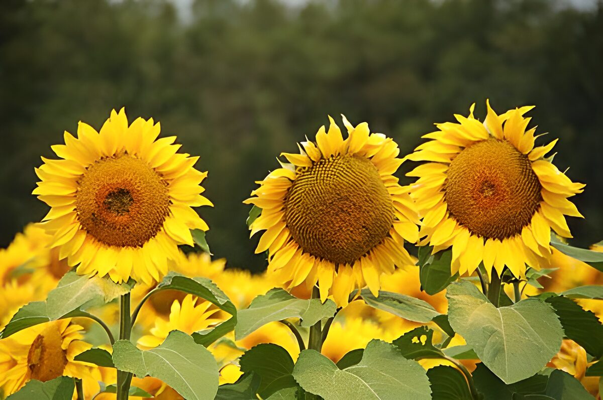 Tre grandi girasoli nella luce estiva