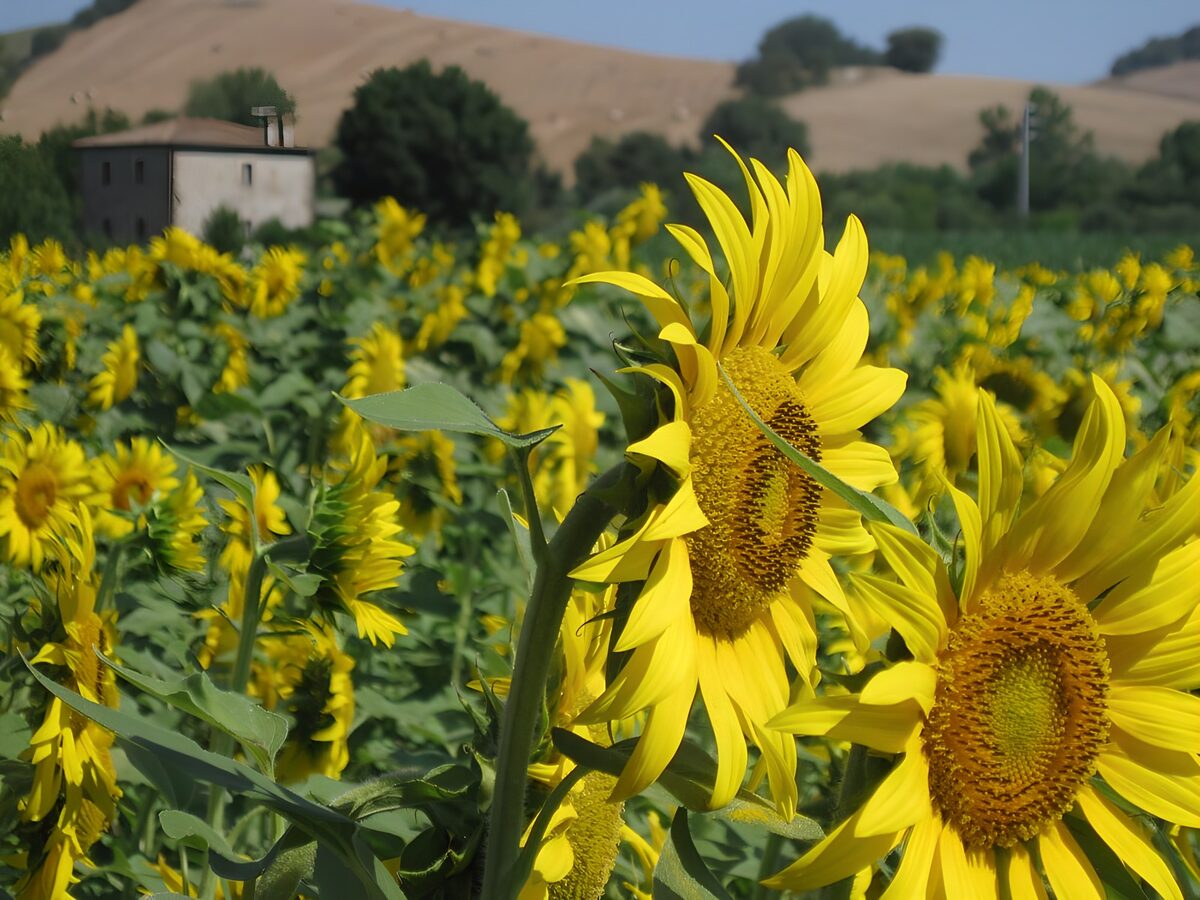 PDGIT4785487: Campo di girasoli nella luce d'estate