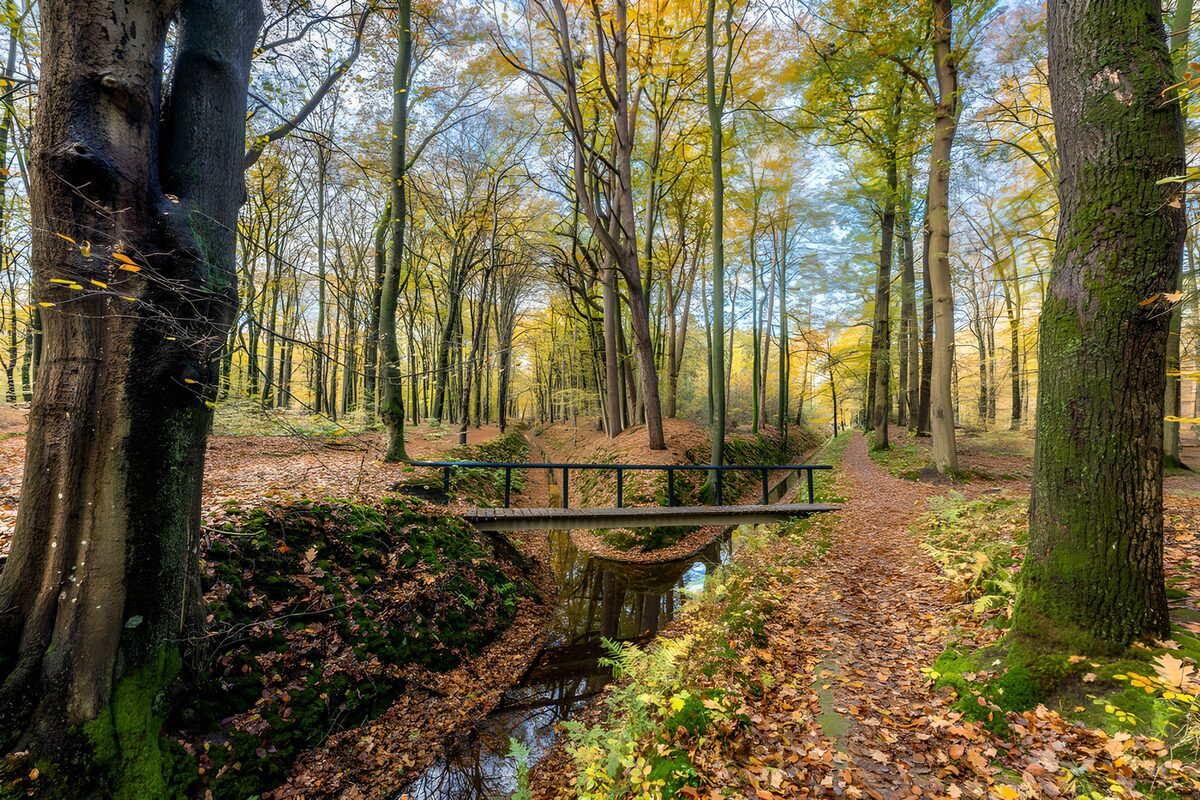 PDGIT1482783: Ponticello nel bosco d’autunno