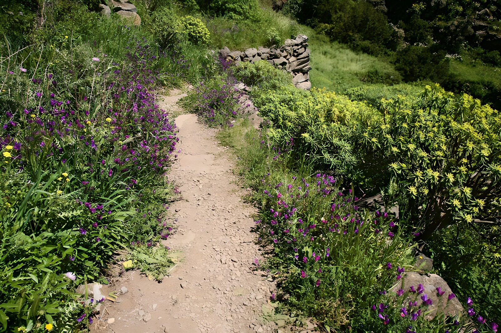 PDGIT5479315: Sentiero tra fiori viola al sole