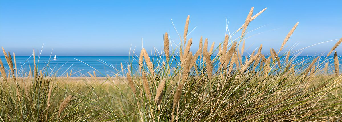 PDGIT7300649: Erba delle dune davanti al mare azzurro