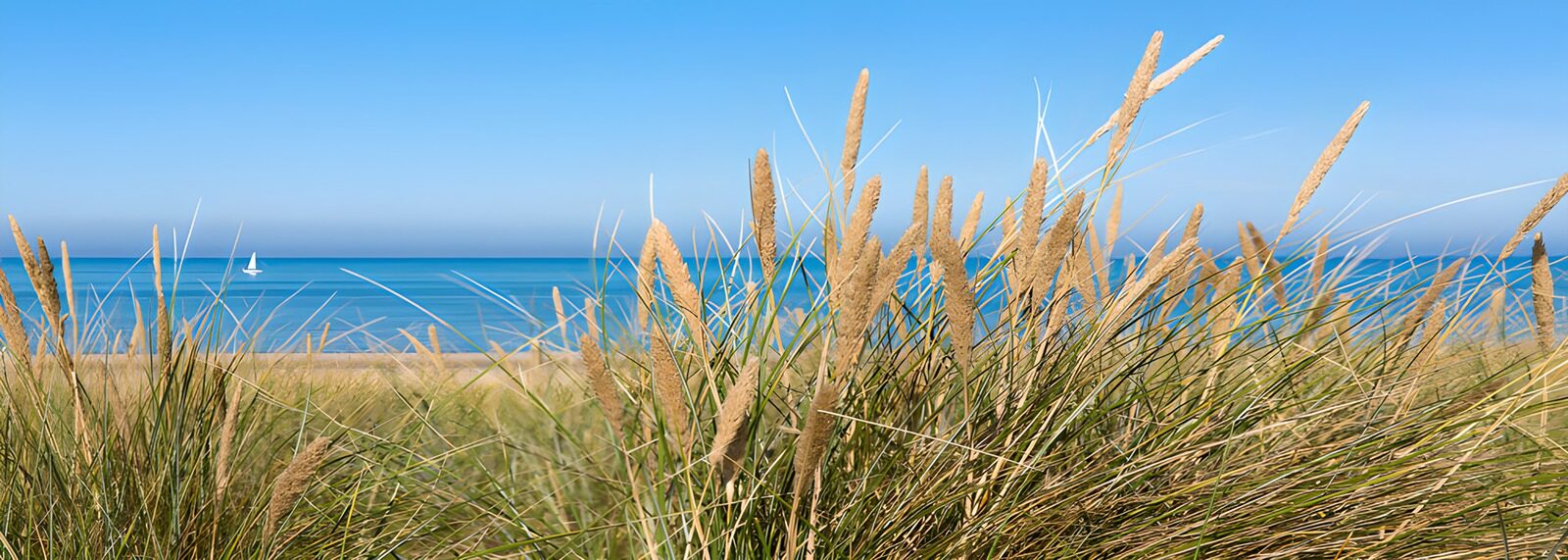 PDGIT7300649: Erba delle dune davanti al mare azzurro