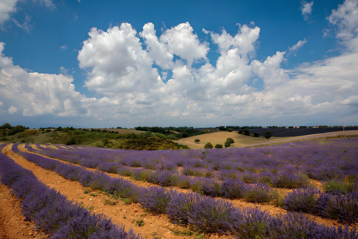 PDGIT3114672: Filari di lavanda sotto le nuvole