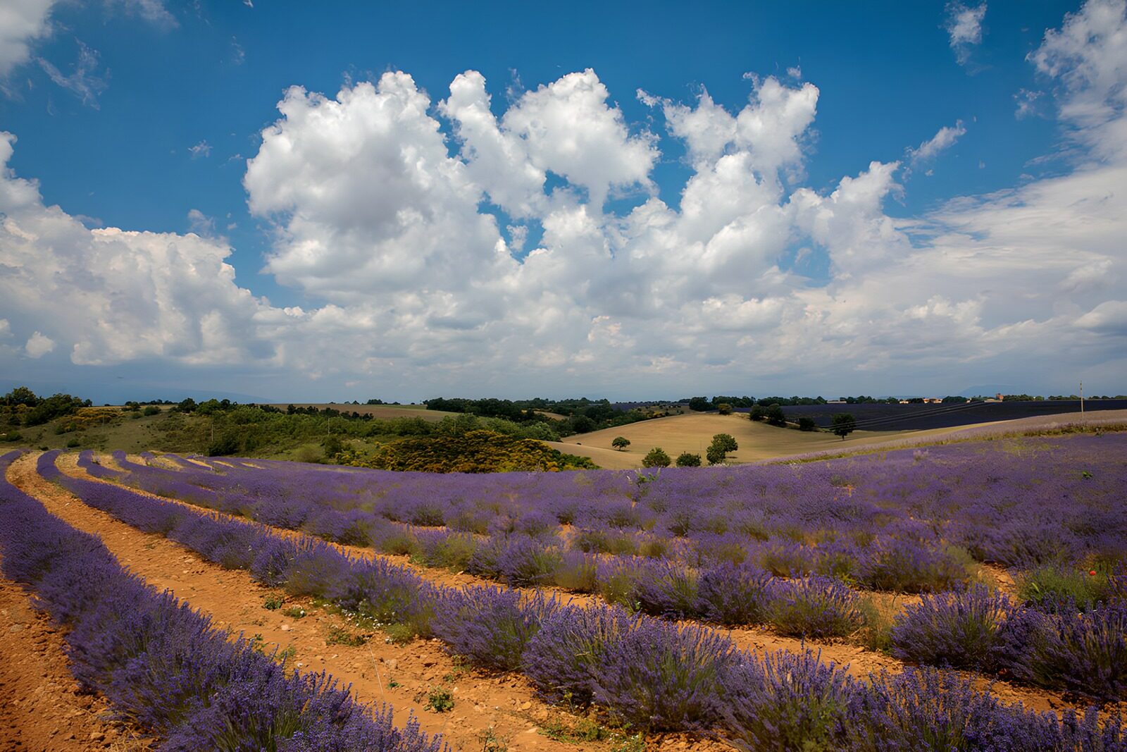 PDGIT3114672: Filari di lavanda sotto le nuvole