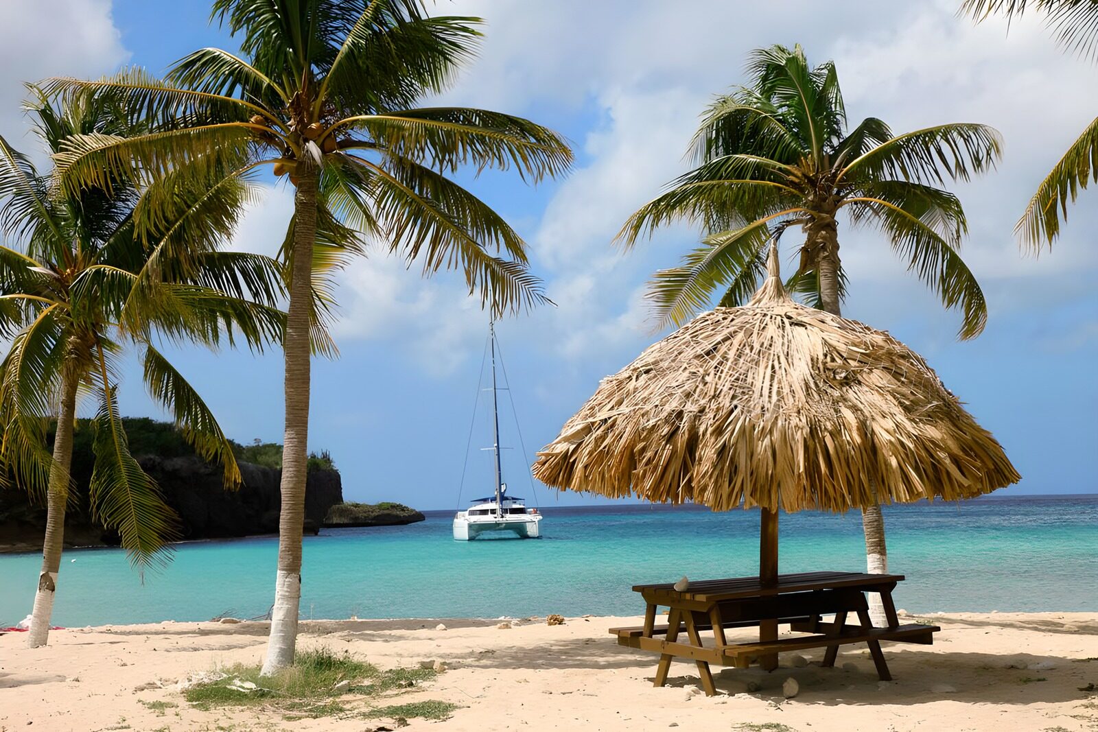 PDGIT2132259: Spiaggia tropicale con palme e catamarano