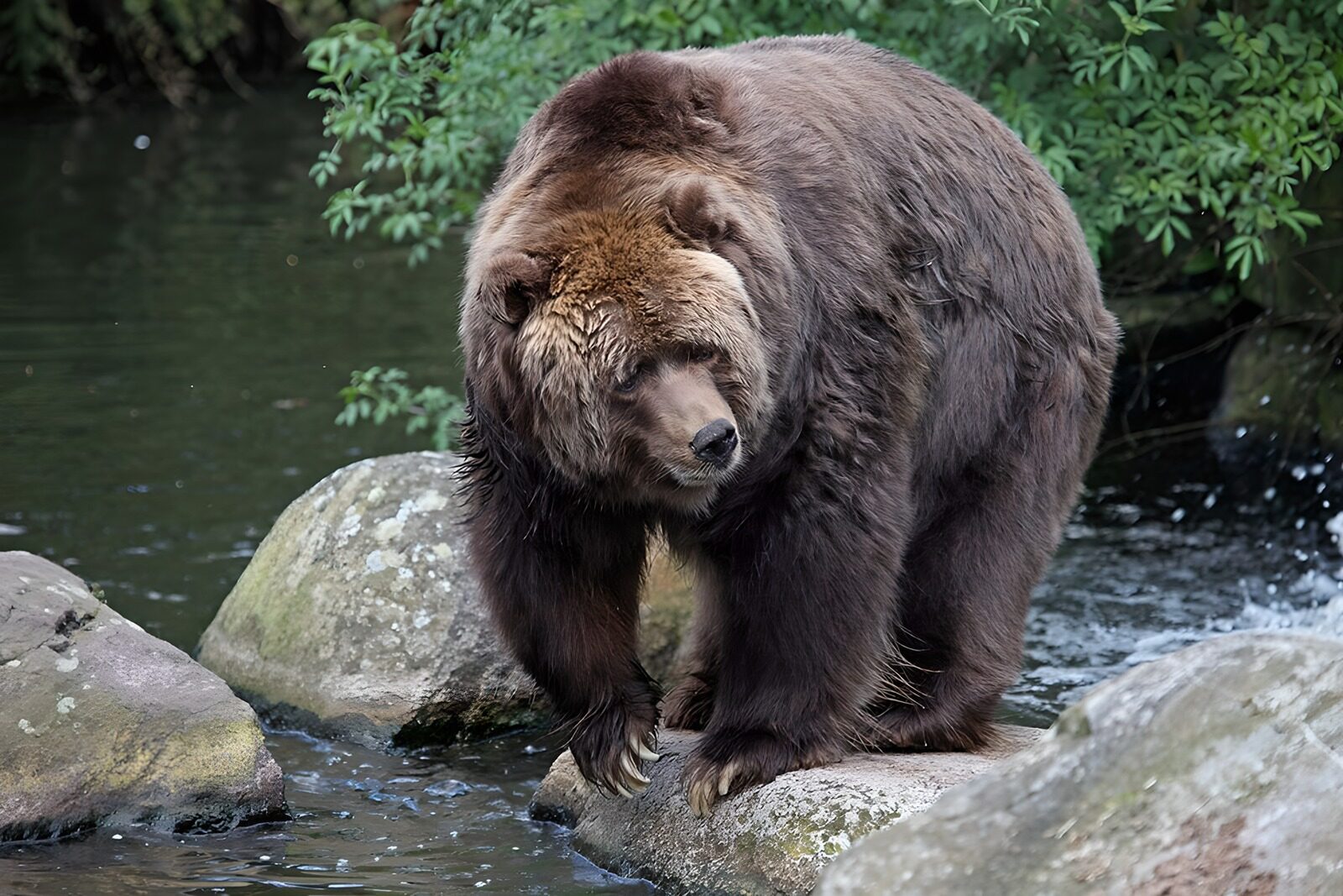 PDGIT3463162: Orso bruno sulle rocce del ruscello