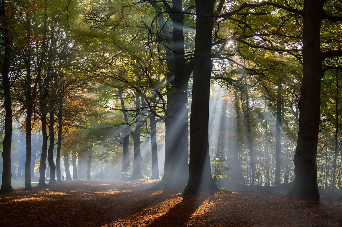 PDGIT8784437: Tra i tronchi, fili di luce d'autunno