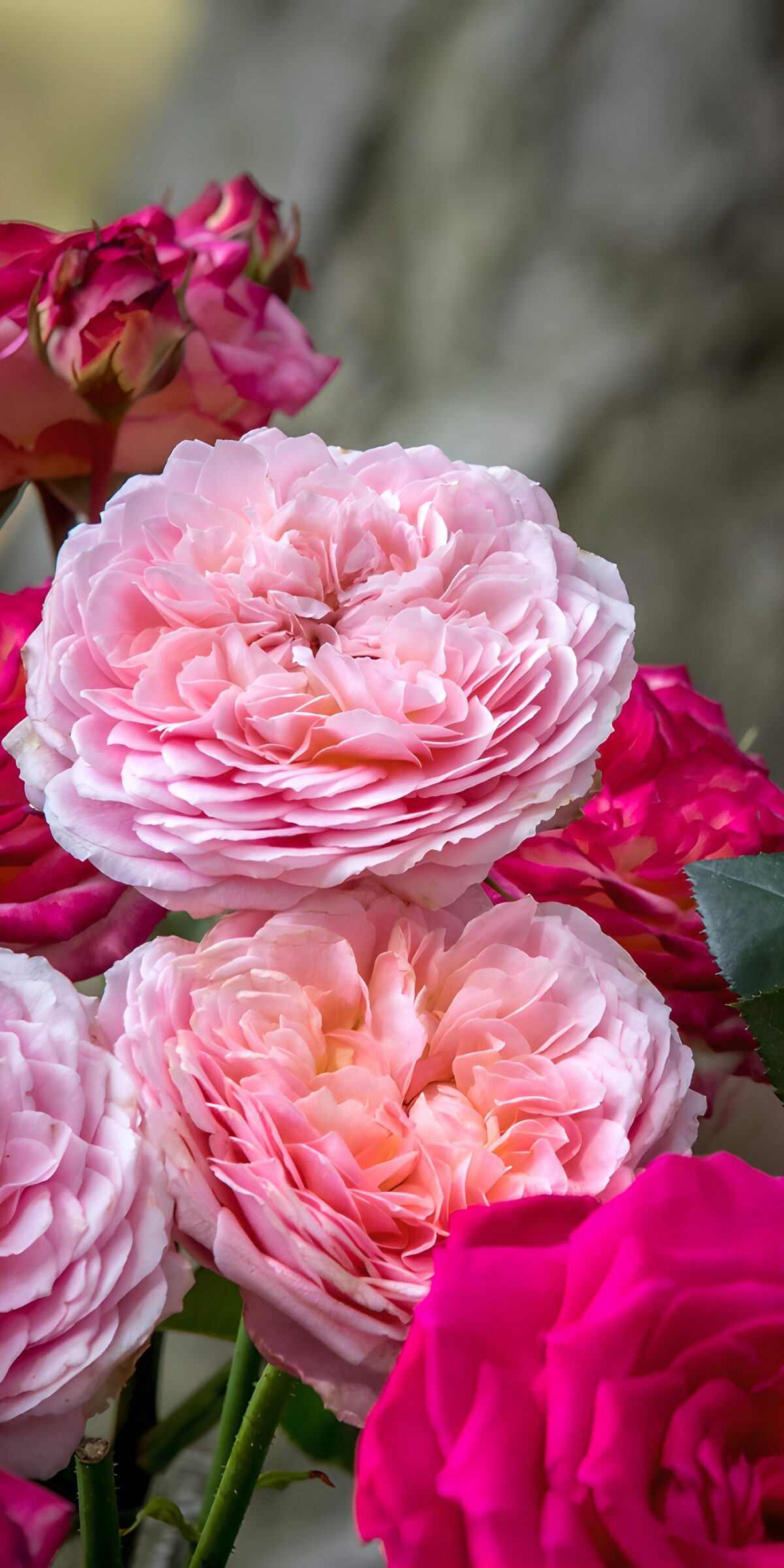 PDGIT2868871: Rose rosa pallido e fucsia in fiore