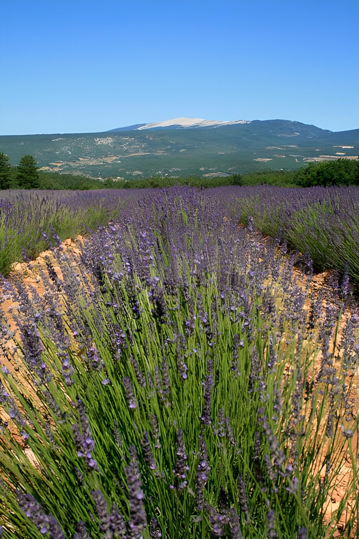 PDGIT3445734: Campo di lavanda ai piedi della montagna