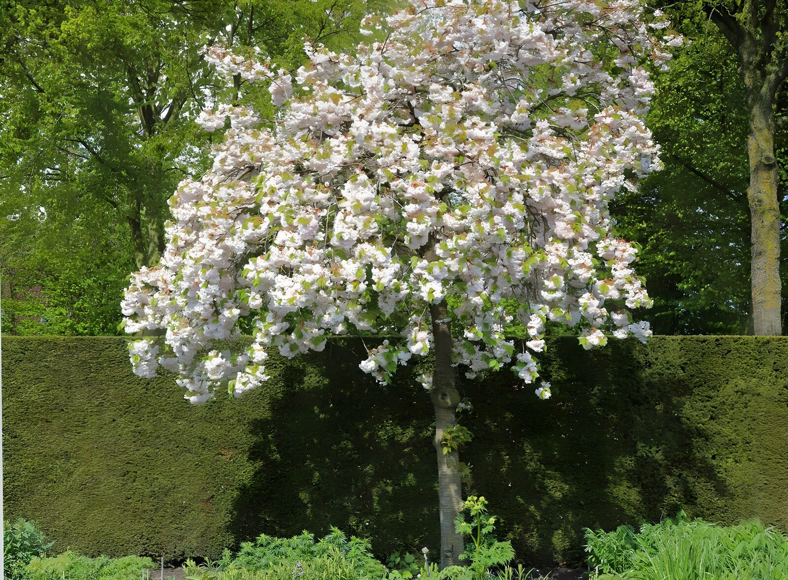 PDGIT3422223: Albero in fiore tra bianco e rosa