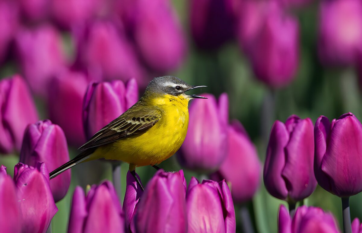 PDGIT8752482: Cutrettola tra i tulipani viola