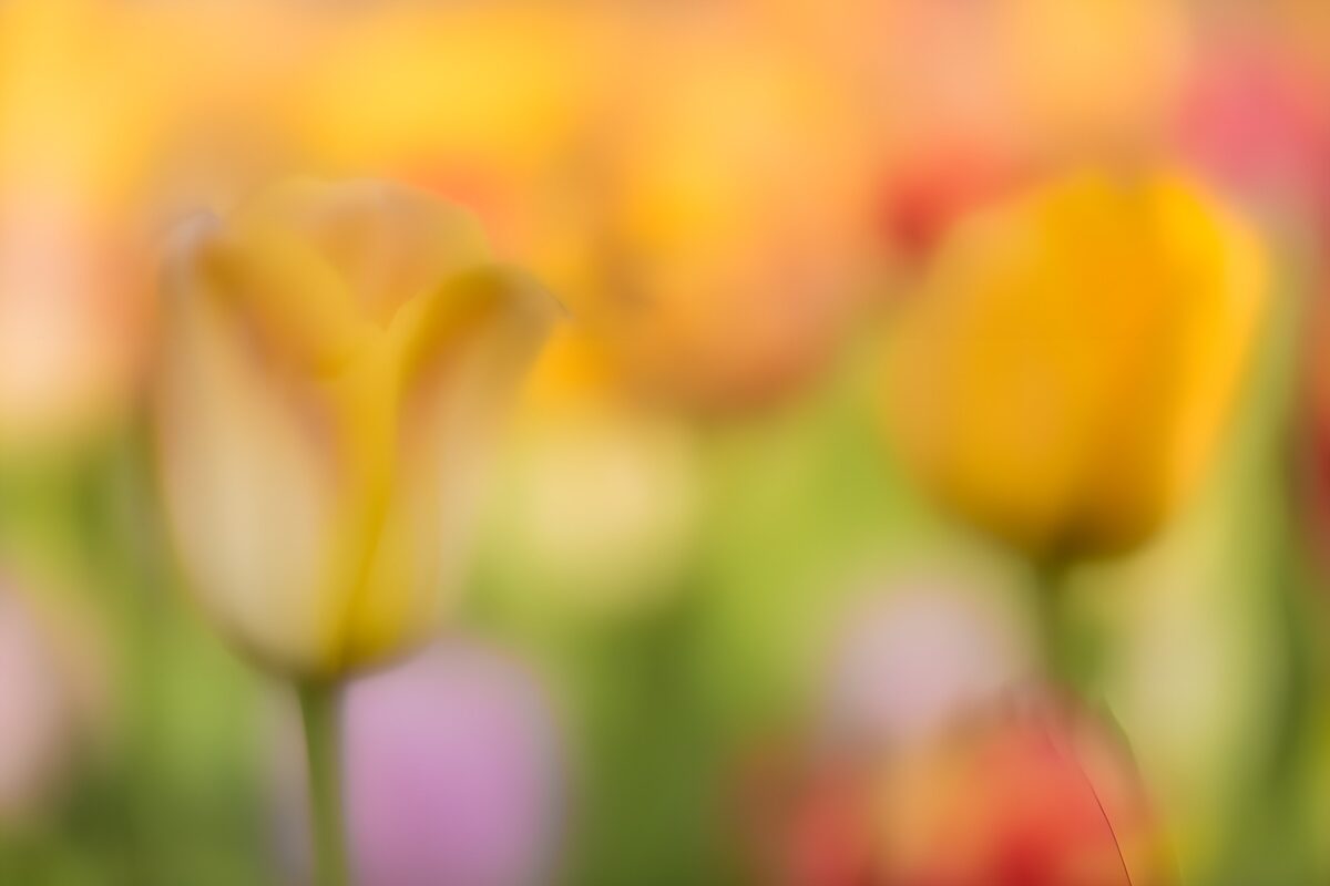 PDGIT8512459: Tulipani gialli nella luce soffusa