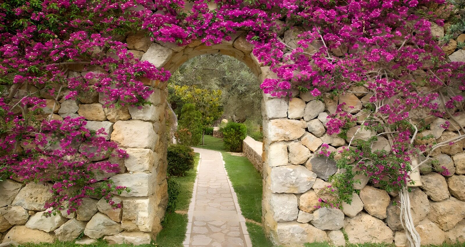 PDGIT8312934: Arco in pietra e bouganville in fiore