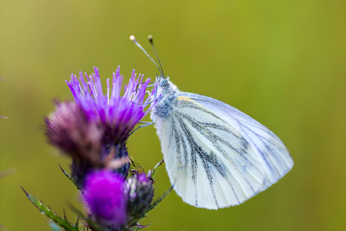 PDGIT3516445: Farfalla bianca sul cardo viola