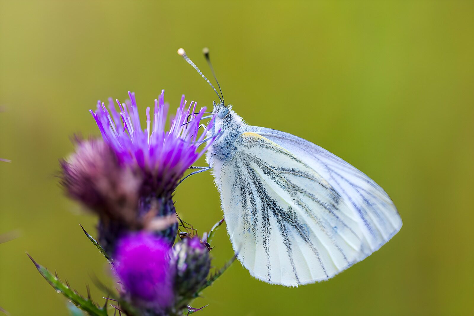 PDGIT3516445: Farfalla bianca sul cardo viola