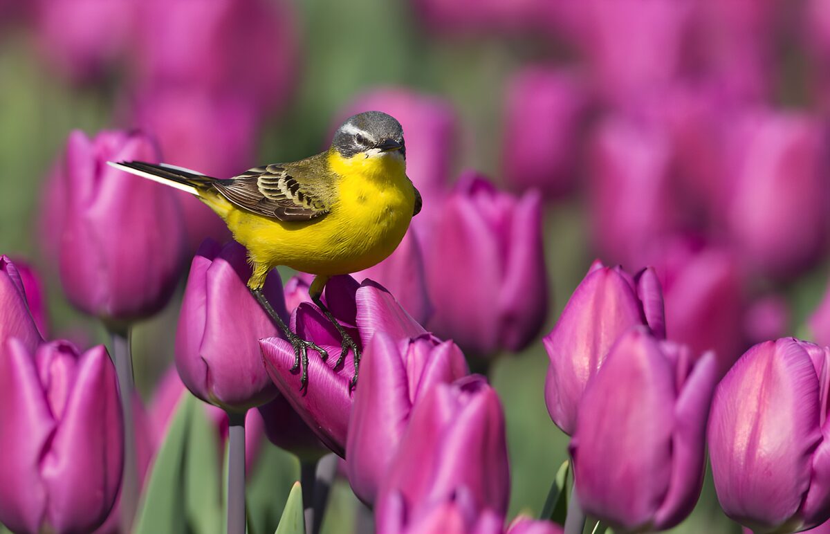 PDGIT2589792: Cutrettola su un tulipano viola