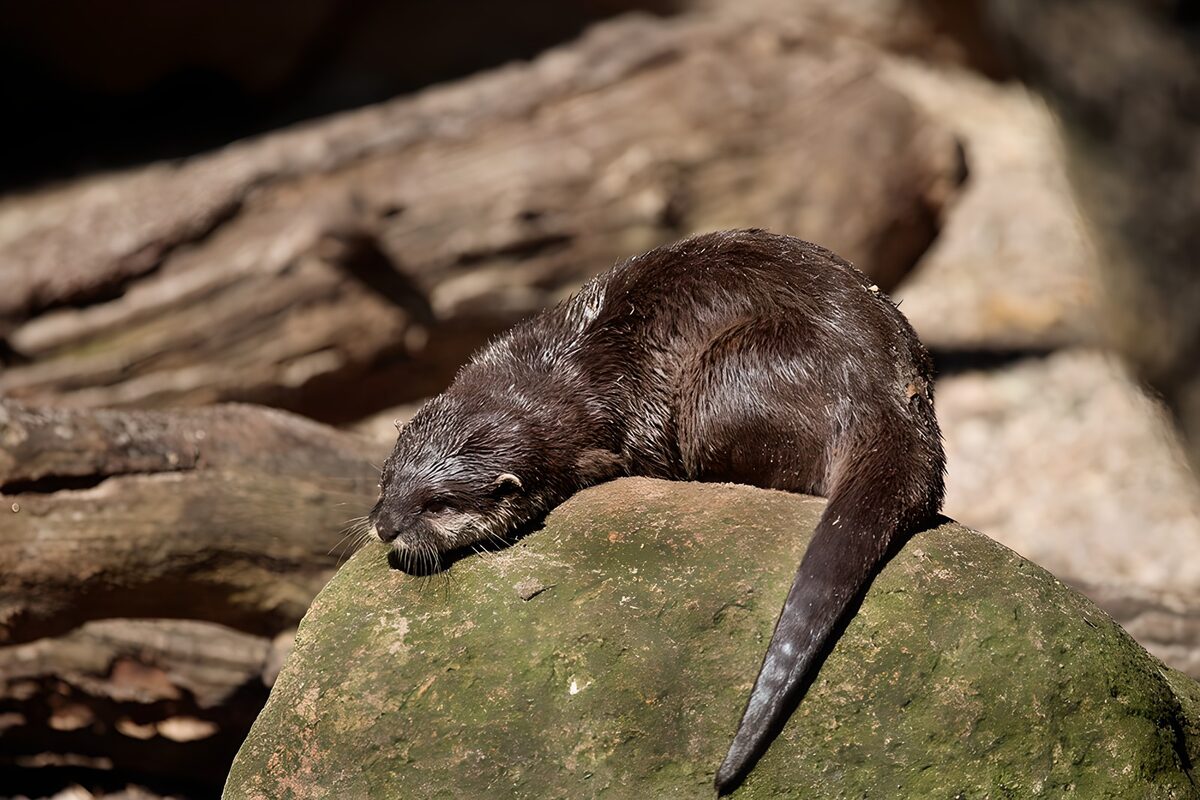PDGIT3458207: Lontra a riposo sulla roccia