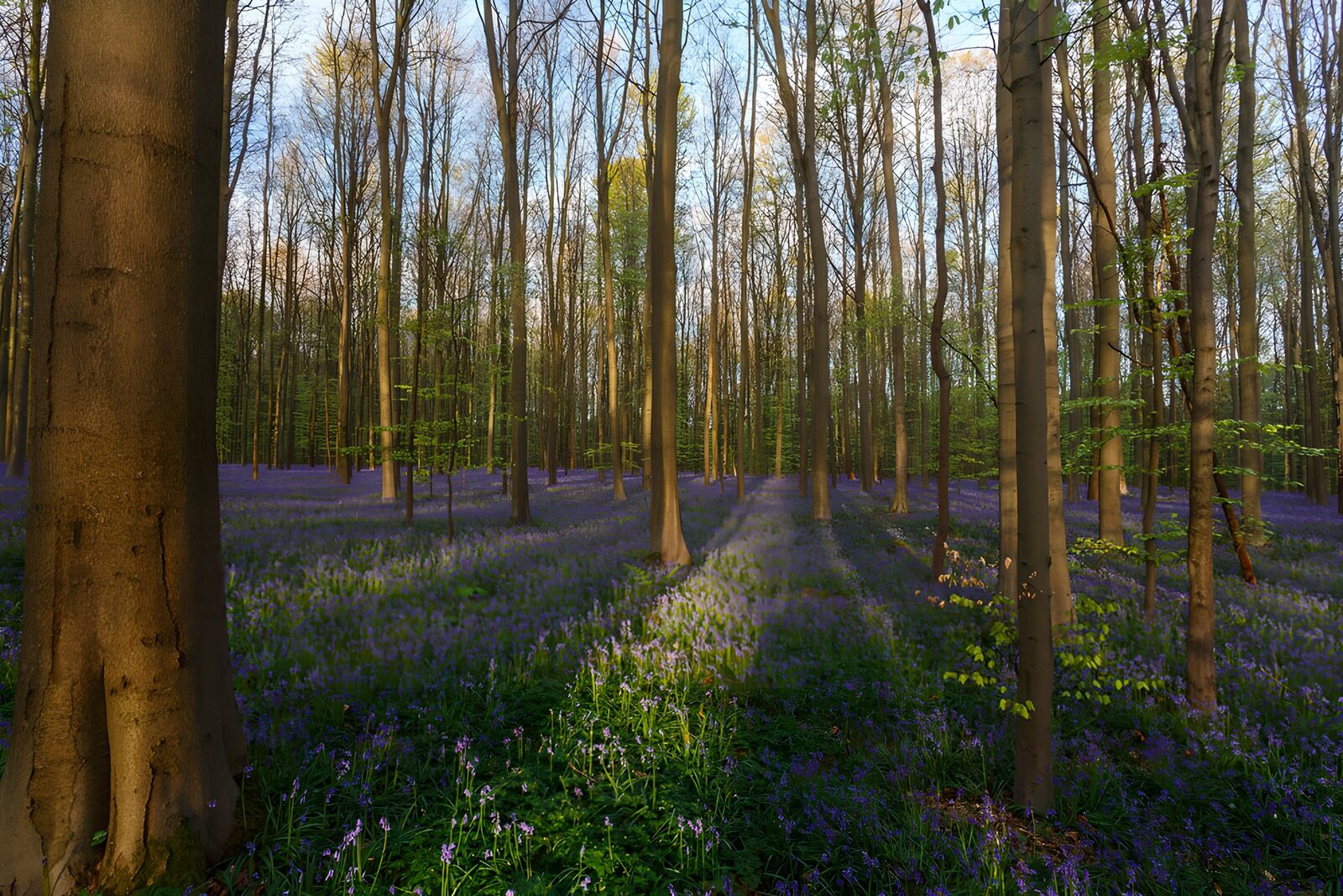 PDGIT2903211: Bosco di primavera con fiori blu