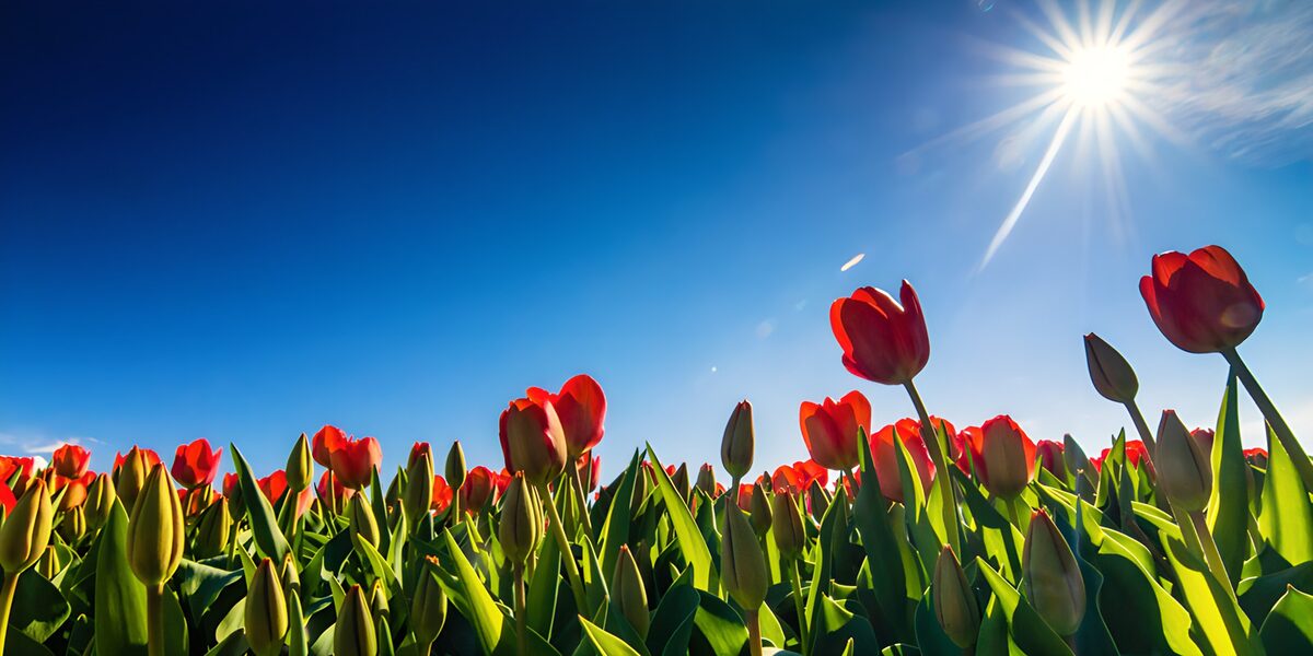 Tulipani rossi sotto il cielo azzurro