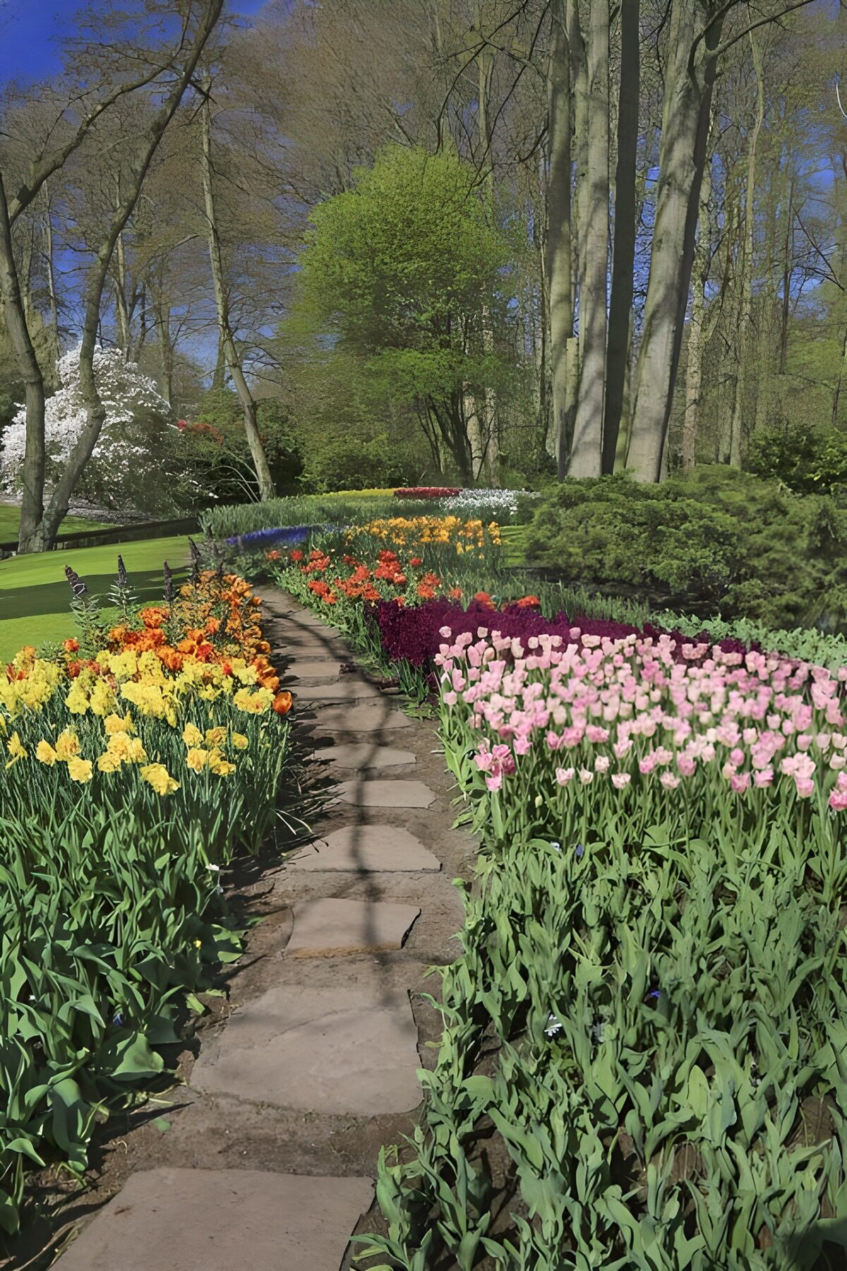 PDGIT9727803: Sentiero di pietra tra tulipani in fiore