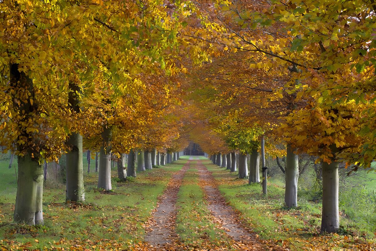 Un viale sotto un cielo di foglie