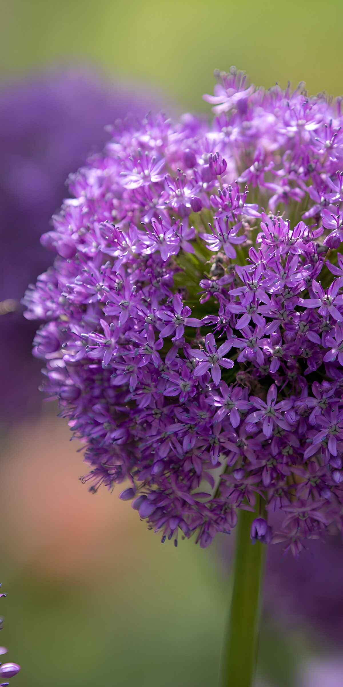 PDGIT6137607: Allium viola in una luce morbida