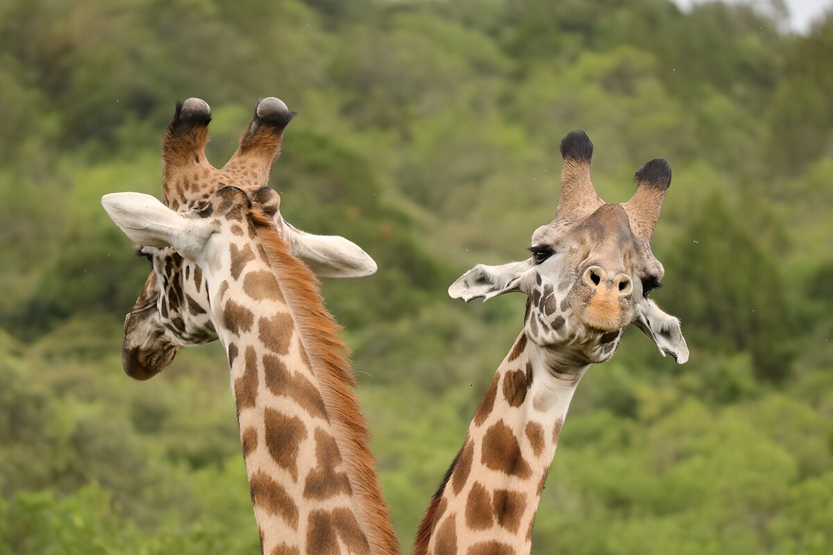 PDGIT9751103: Due giraffe in un curioso primo piano