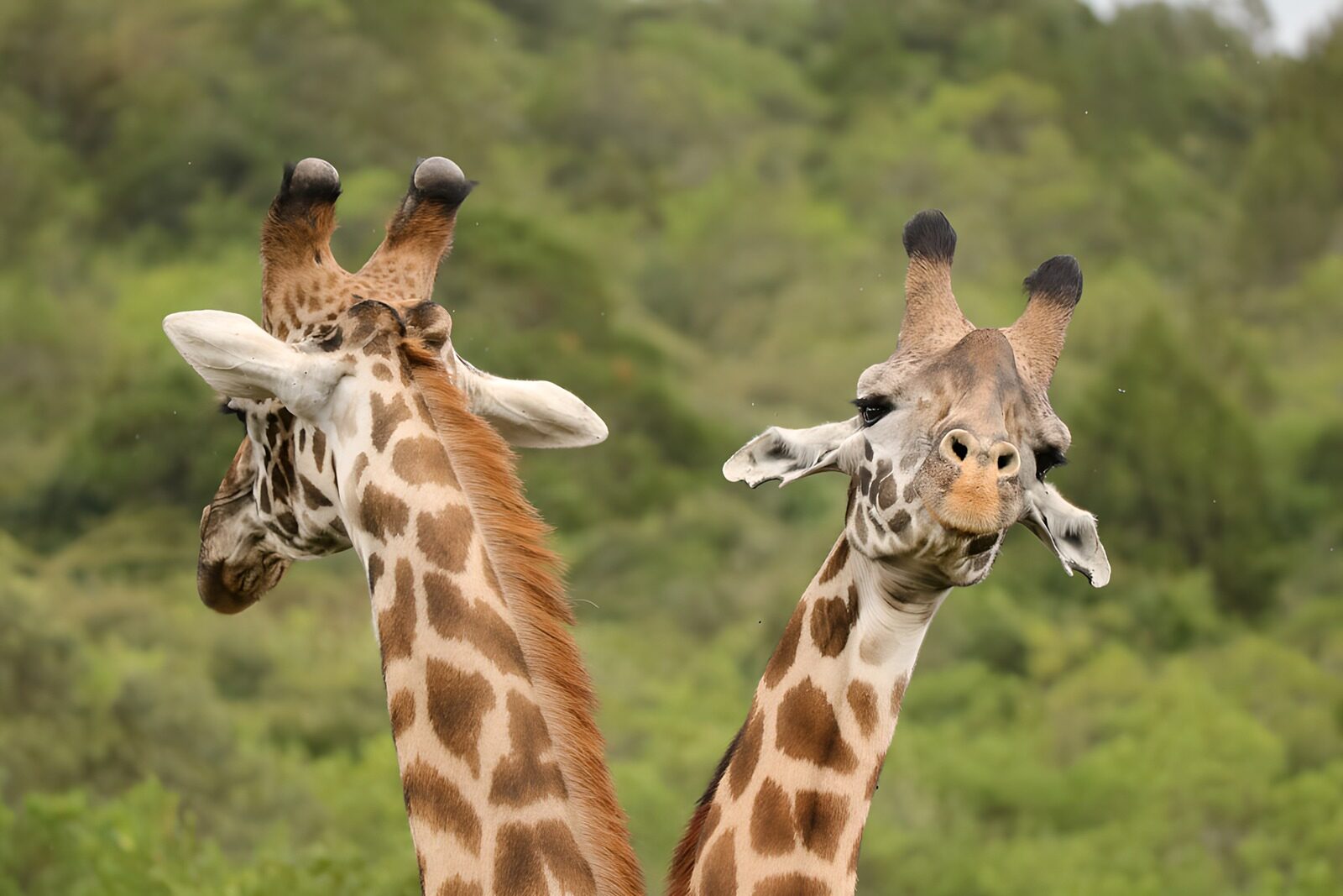 PDGIT9751103: Due giraffe in un curioso primo piano