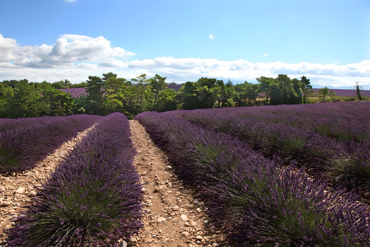 PDGIT7043719: Filari di lavanda sotto il sole estivo