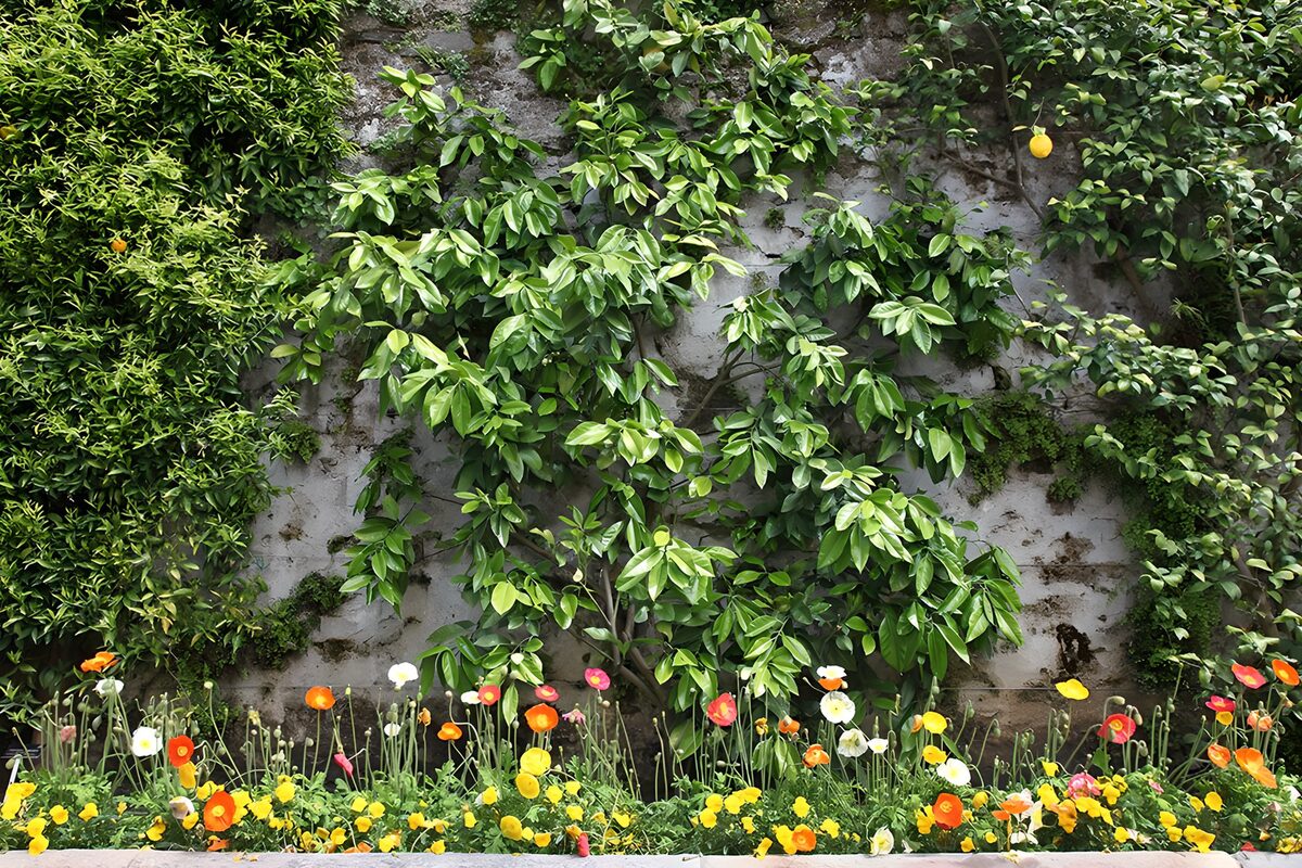 PDGIT7865196: Muro verde e aiuola a colori