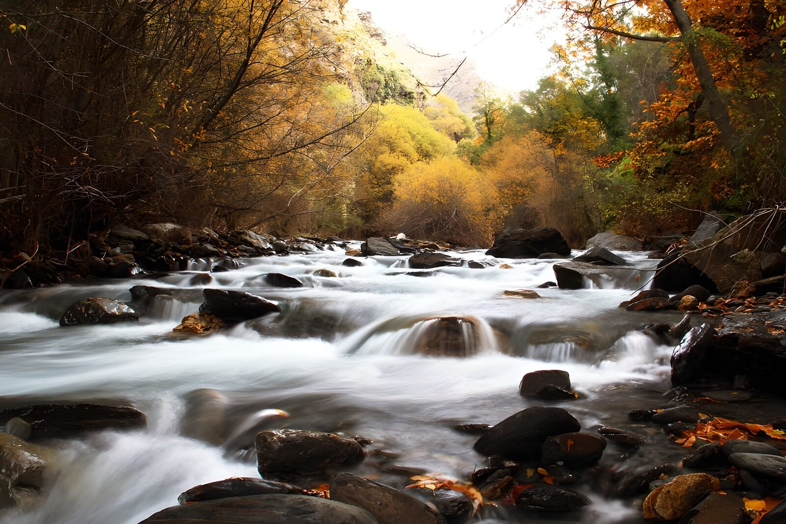 PDGIT2744939: Acqua di seta nel bosco dorato