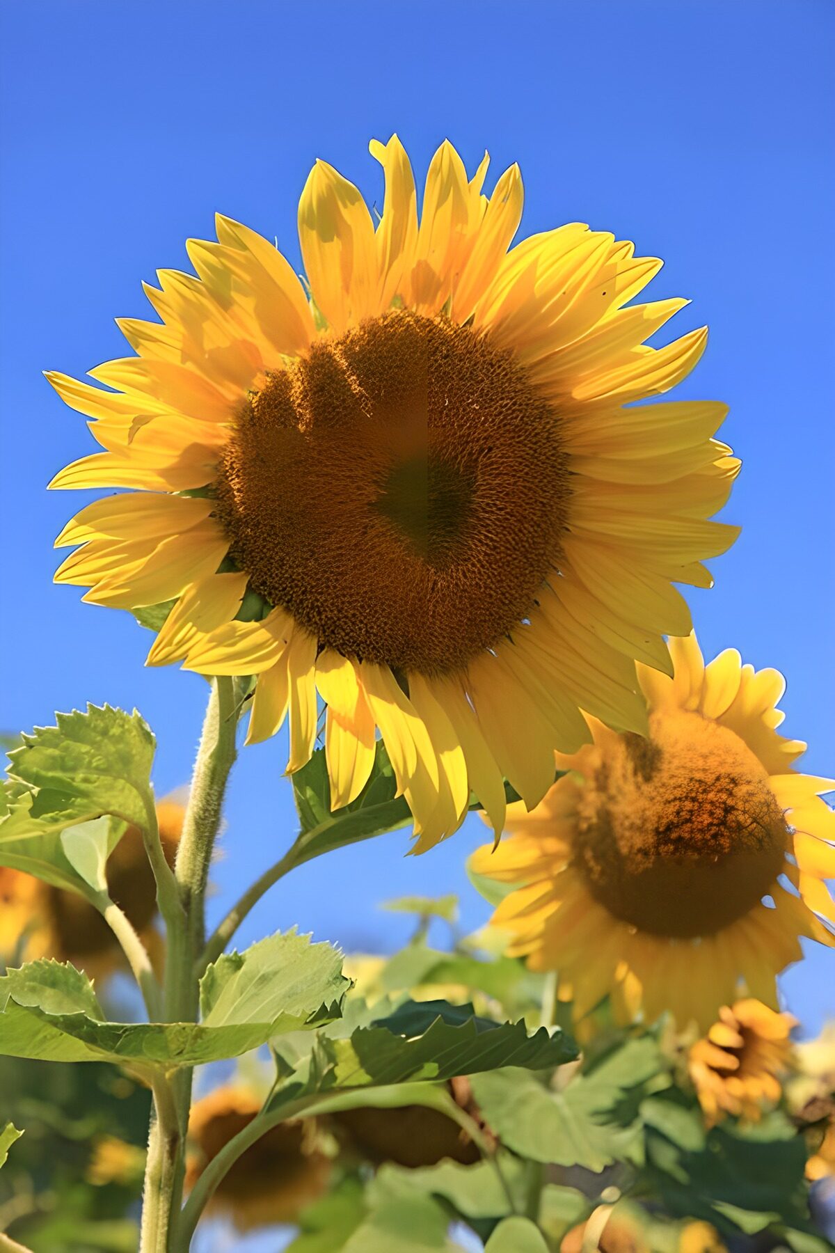 PDGIT2997752: Girasoli dal basso nel cielo d’estate