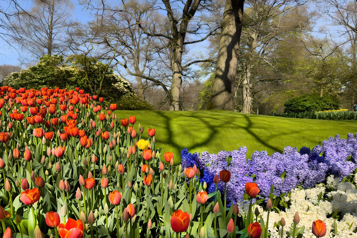 PDGIT5461343: Tulipani e giacinti al sole di primavera