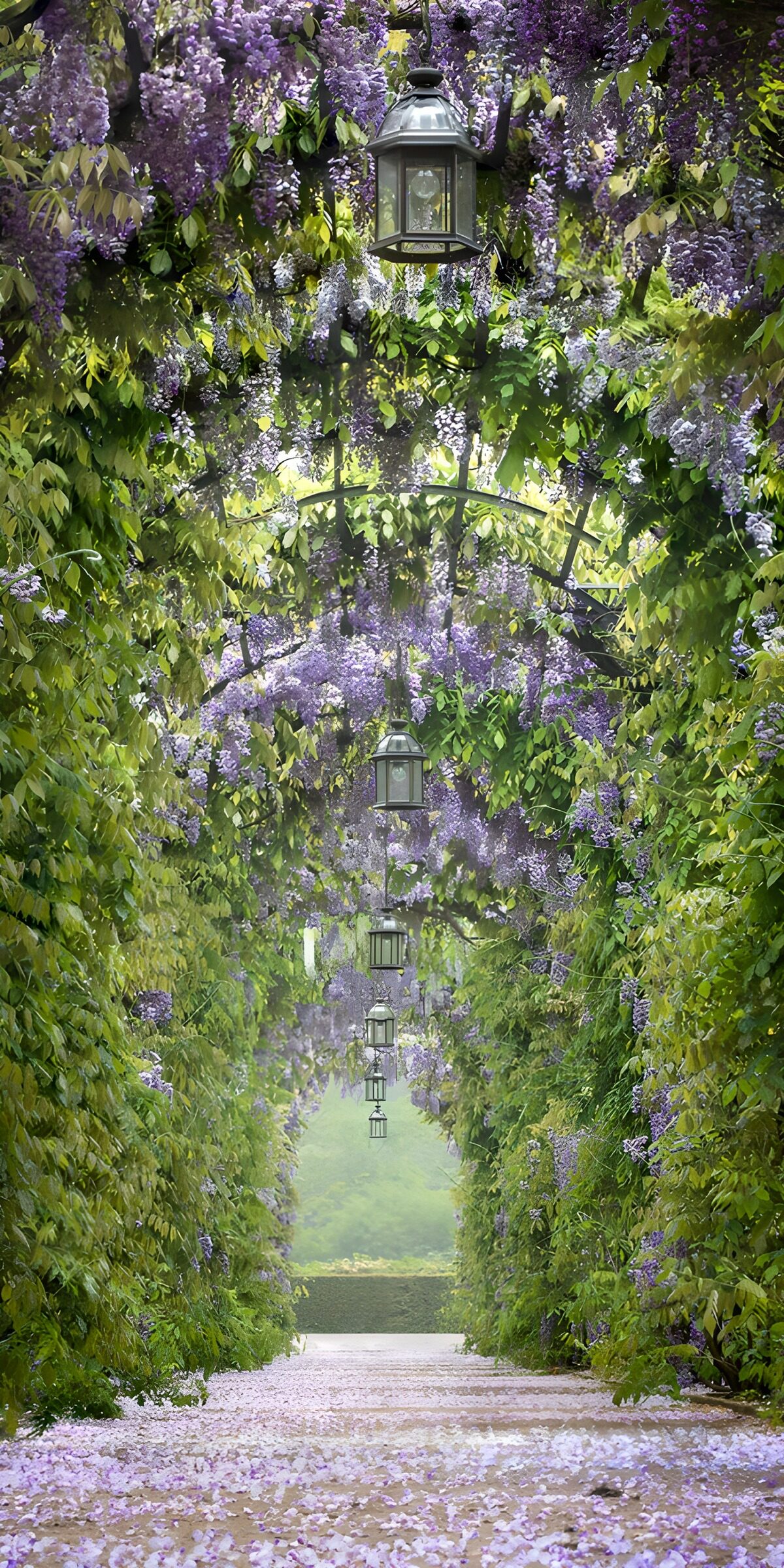 PDGIT6688199: Tunnel di glicine tra verde e lilla