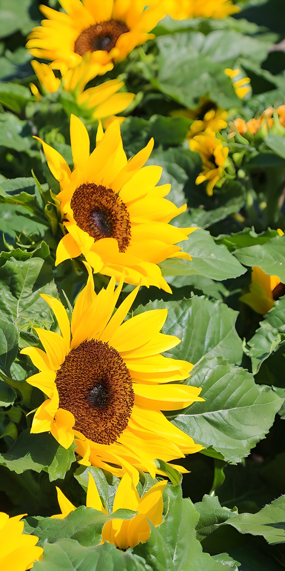 PDGIT4174221: Girasoli gialli nel verde d’estate