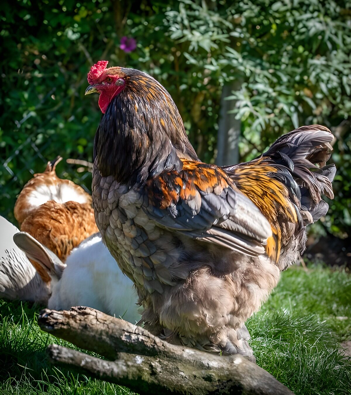 PDGIT1902314: Gallo tra erba e rami al sole