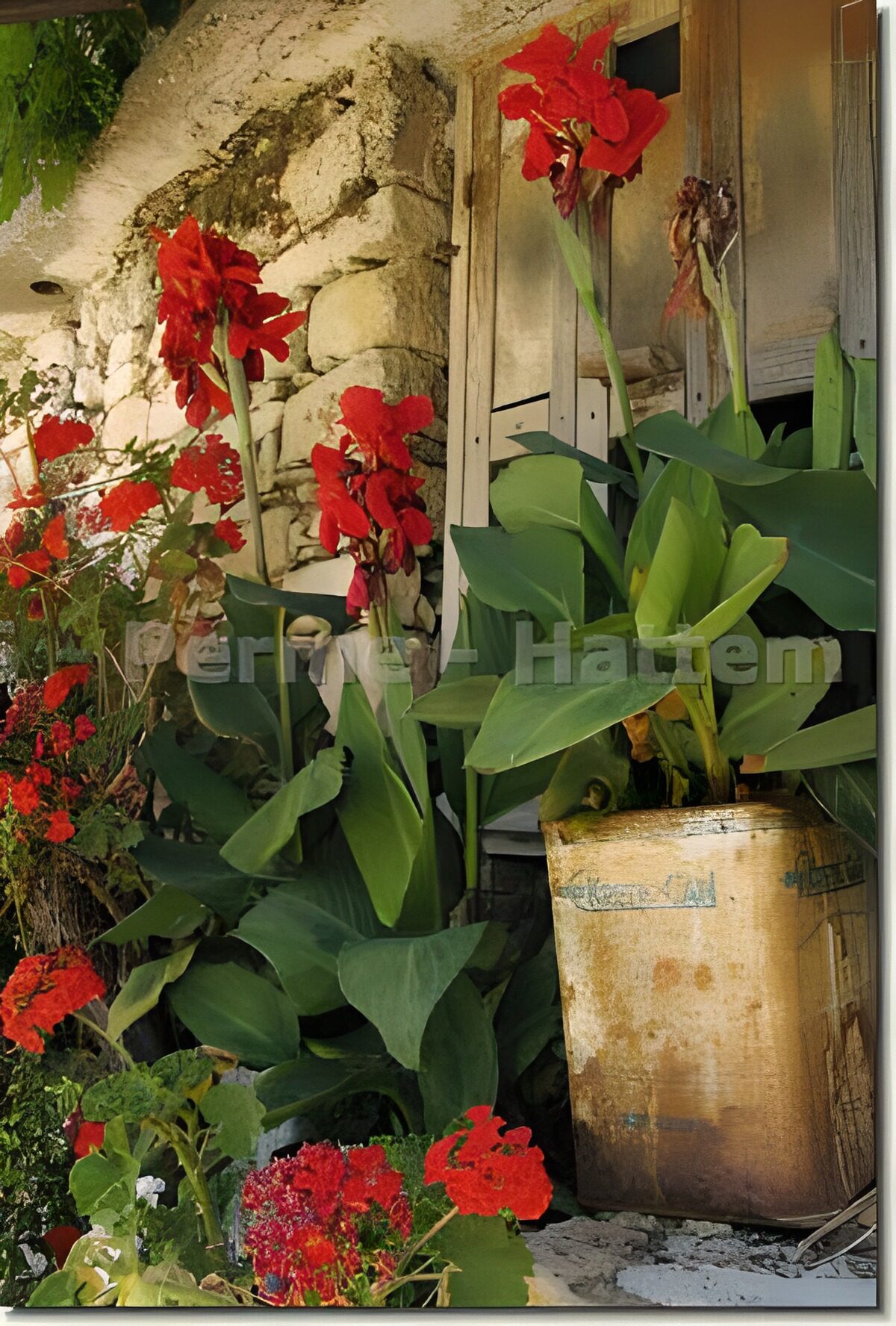 Fiori rossi tra foglie e pietra rustica