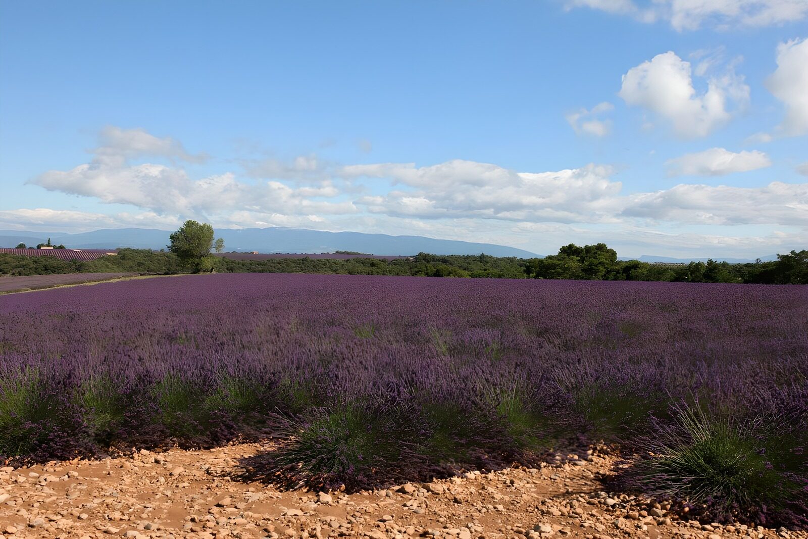 PDGIT8321907: Un mare di lavanda verso le colline