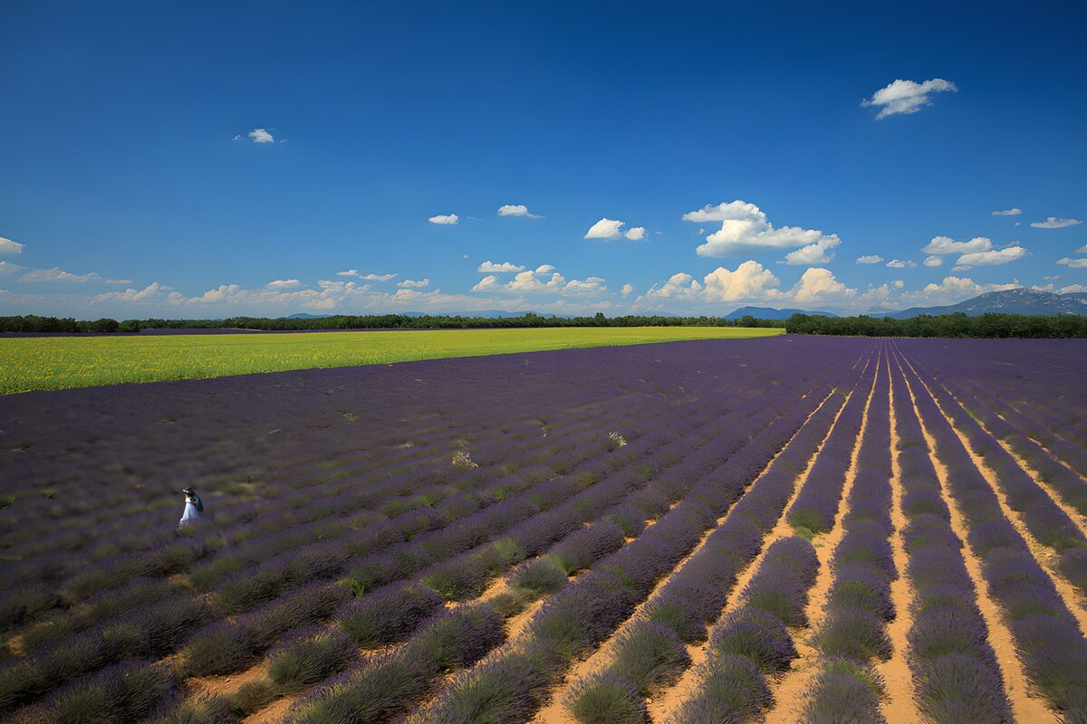 PDGIT9292195: La lavanda disegna l’orizzonte