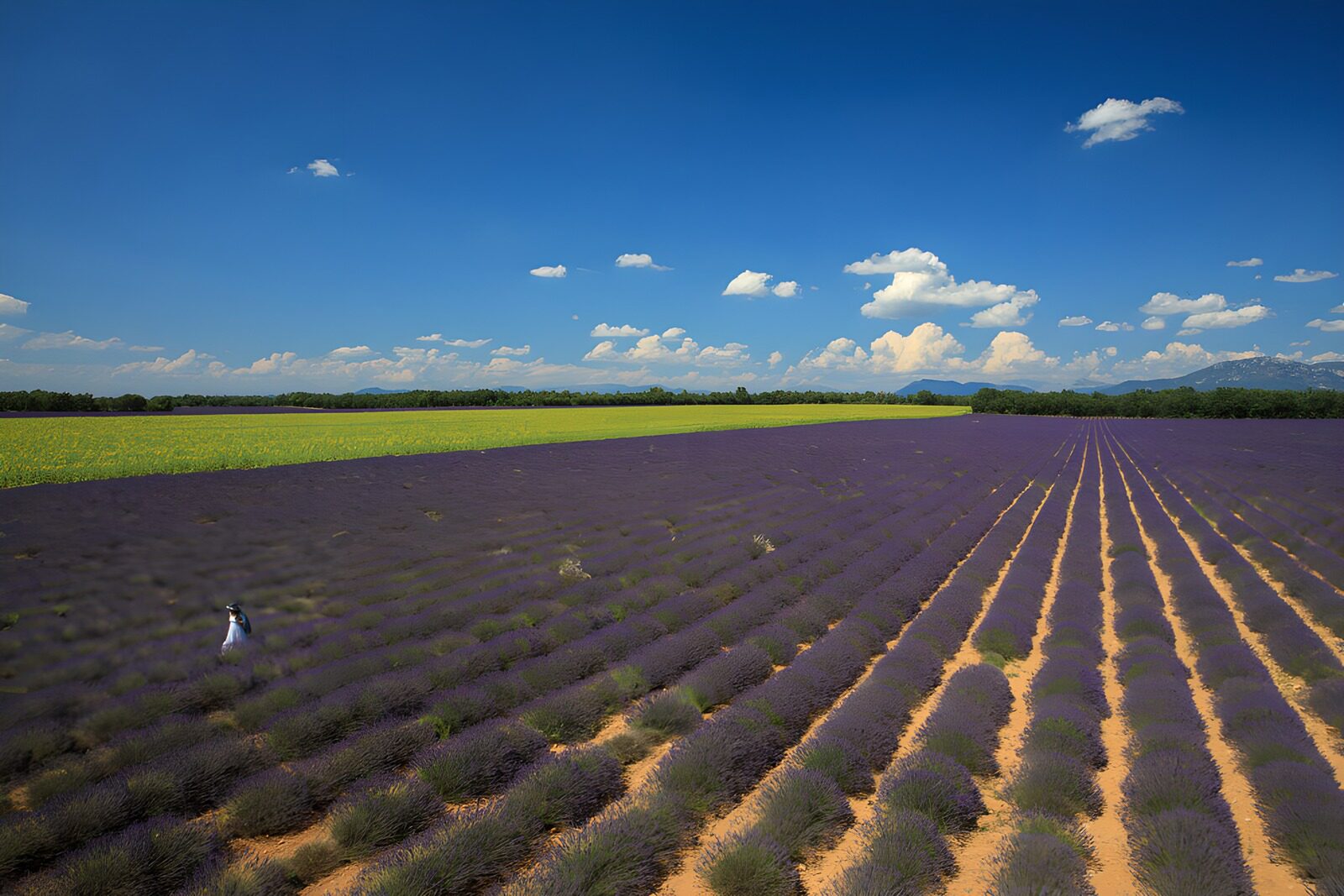 PDGIT9292195: La lavanda disegna l’orizzonte
