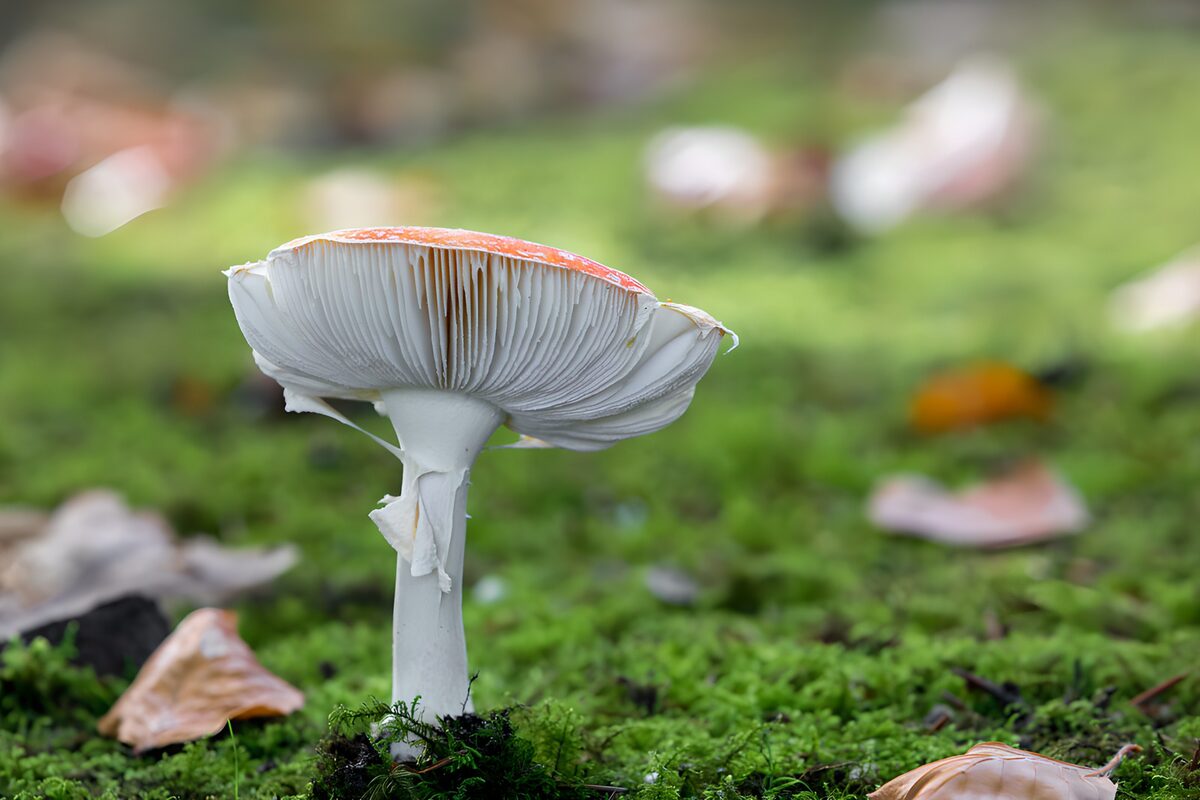 PDGIT7377043: Amanita sul muschio d’autunno